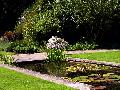 gal/holiday/Yeovil Area 2007 - Tintihull Gardens/_thb_Tintinhull_Gardens_P1010025.jpg